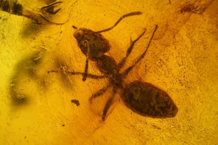 Fossil Ant (Formicidae) In Baltic Amber #150698